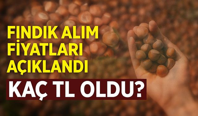 Fındık Fiyatları Bugün Kaç TL Oldu? İl İl Güncel Fındık Alım Fiyatları Açıklandı