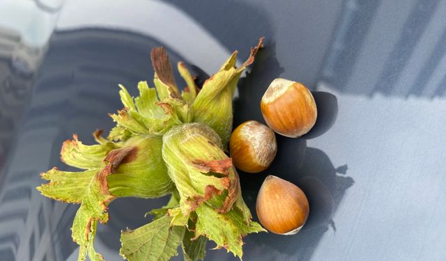 Serbest Piyasada Fındık Fiyatları Durulmuyor! Bugün Fındık Kaç TL?