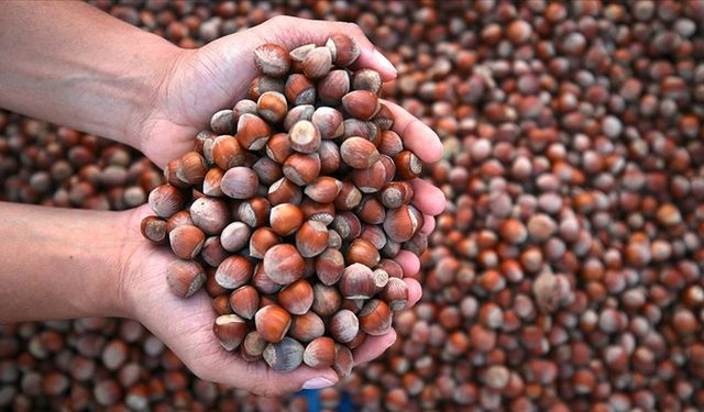 Türkiye fındık ihracatından 10 ayda 1,8 milyar dolar gelir sağladı