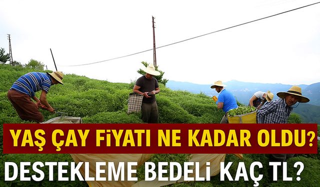 Yaş Çay Fiyatı Ne Kadar Oldu? Nerede Kaç TL Alınıyor?