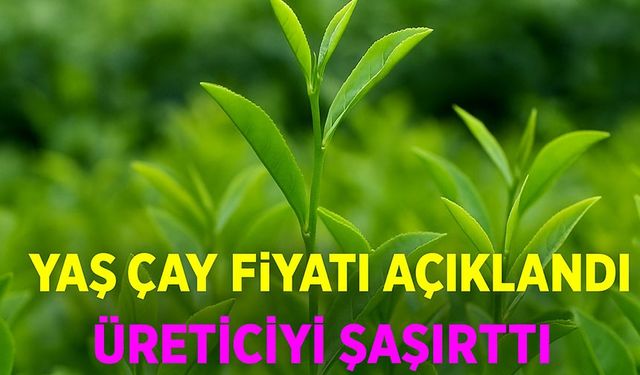 Yaş Çay Fiyatı Açıklandı! ÇAYKUR ve Özel Sektör İl İl Ne Kadar Alıyor?