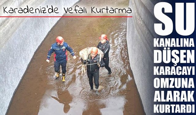Su kanalına düşen karaca kurtarıldı, omuzda taşınarak doğaya teslim edildi