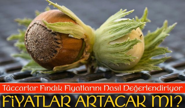 Karadeniz’de Fındık Fiyatları Bugün Kaç TL Oldu? Uzmanlar Uyarıyor!