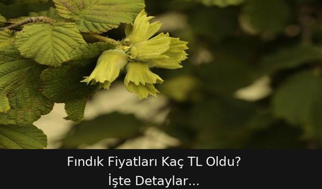 Fındık Fiyatları Bugün Kaç TL Oldu? İşte Detaylar...