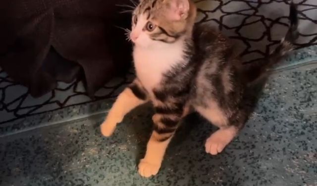 Yavru kedi camide vaaz sırasında cemaatle ve tespihle oynadı