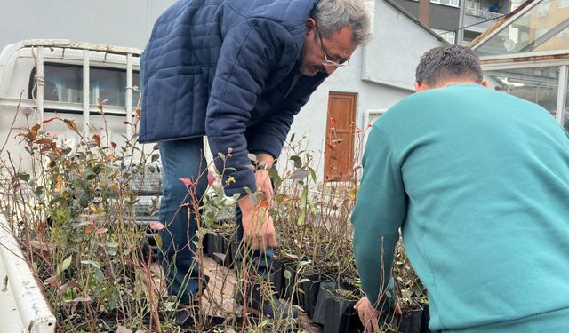 Giresun'dan mavi yemiş atağı