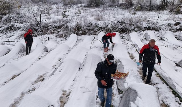 Samsun'da kar altında çilek hasadı yapıldı