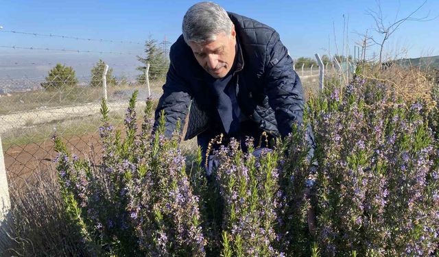 Bu şehirde yapılan 10 yıllık çalışma sonucunda artık biberiye üretilebiliyor
