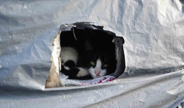 Samsun sahilinde kediler için sıcak yuva