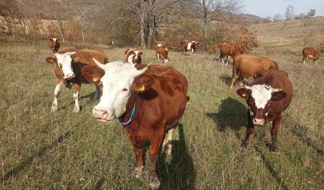 Samsun'da 2026 Şap Aşılama Programı başladı