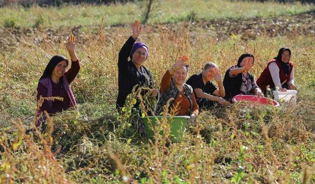 Samsun'da bitkisel ve hayvansal üretim destekleniyor