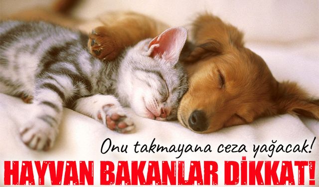 Evcil hayvan sahiplerine mikroçip uyarısı: Son gün 31 Aralık, cezası ağır