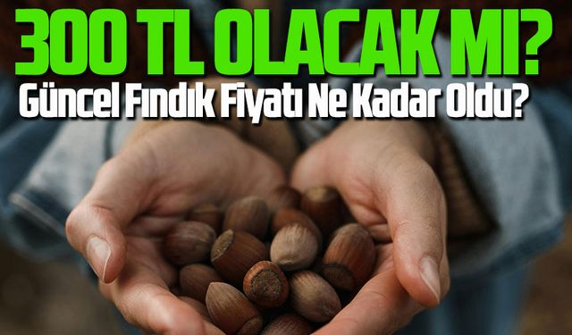 Güncel Fındık Fiyatı Ne Kadar Oldu: 300 TL Olacak mı?