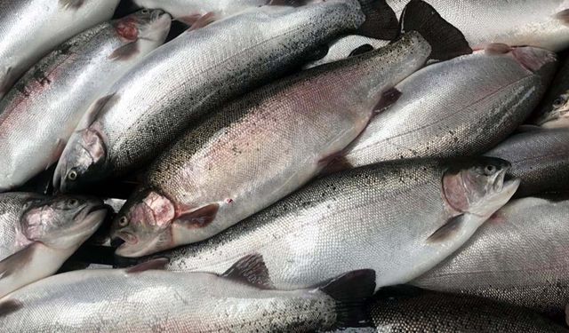 Doğu Karadeniz'in 11 aylık Türk somonu ihracatı 164 milyon doları aştı