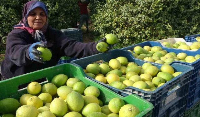 Limonun başkentinde hasat zamanı: Bahçede kilosu 40 liradan alıcı buluyor