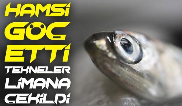 Karadeniz’de Hamsi Alarmı: Balık Göç Etti, Tekneler Limana Çekildi