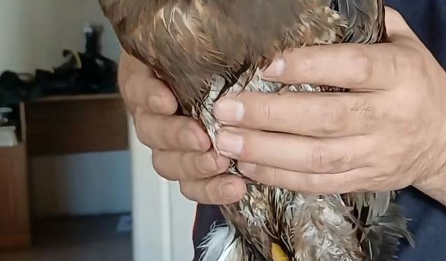 Giresun'da yaralı halde bulunan şahin koruma altına alındı