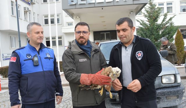 Havza'da yaralı bulunan şahin koruma altına alındı