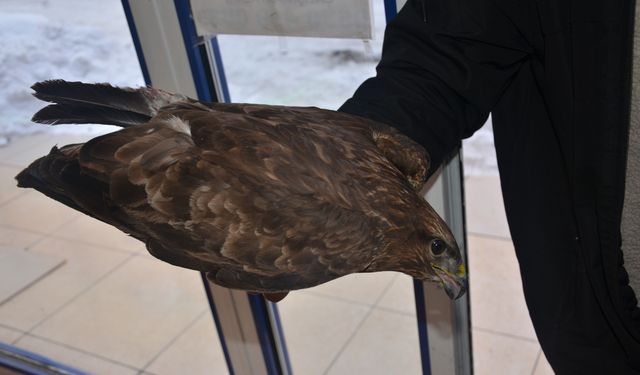 Ordu'da yaralı kızıl şahin tedavi altına alındı