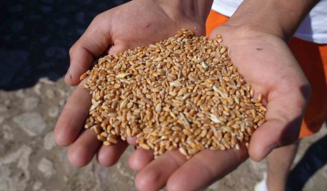 Demirözü'nde çiftçilere yüzde 100 hibeli üretim desteği