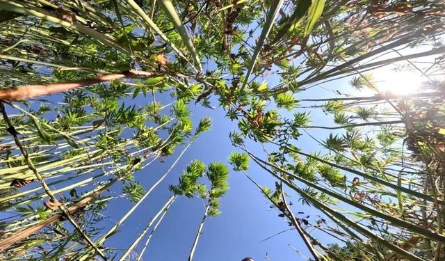 Samsun'da kenevir üretimi için son tarih uyarısı: Başvurular 1 Nisan'da bitiyor