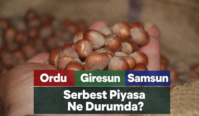 Güncel Fındık Fiyatları Ordu, Giresun, Samsun Serbest Piyasa Ne Durumda?
