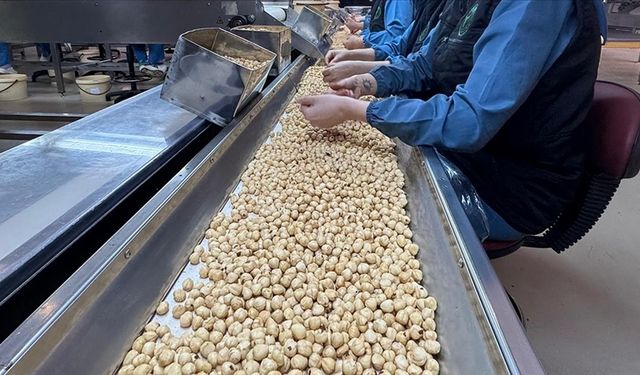 Karadeniz Fındığında Zorlu Rekabete Rağmen İhracat Başarısı