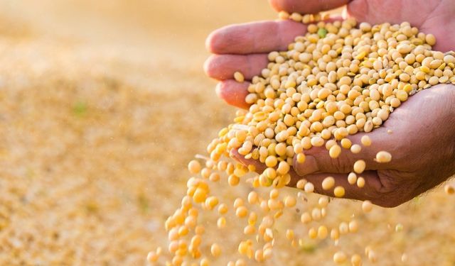 T.C. TOPRAK MAHSULLERİ OFİSİ TRABZON BAŞMÜDÜRLÜĞÜNDEN İHALE İLANI