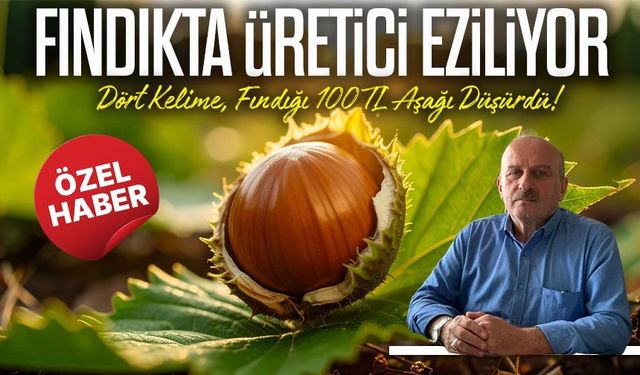 Fındık Fiyatı 350 TL’den 200 TL’ye Neden Düştü?; TZOB yöneticisi Hasan Kozoğlu Açıkladı