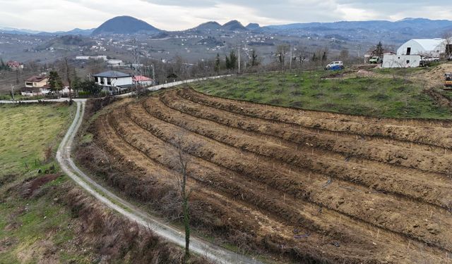 Ordu'da fındık üretiminde verimi arttırmak amacıyla çalışmalar devam ediyor