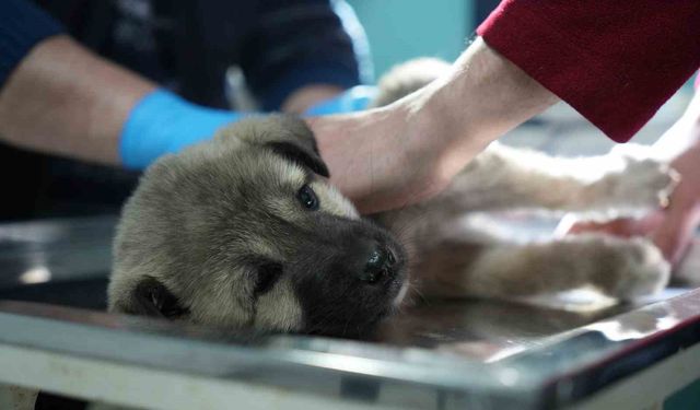 Bayburtlu şoförden insanlık dersi: Başka sürücünün çarpıp kaçtığı yaralı köpeğe umut oldu