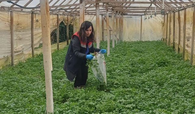 Kışlık sebzeler hasat öncesi denetimden geçiyor