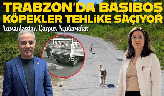 Trabzon’daki Kaza Sonrası Başıboş Köpekler Yeniden Gündemde; Uzmanlardan Çarpıcı Açıklamalar