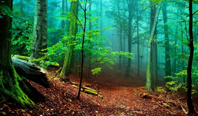 SÜRMENE ORMAN İŞLETME MÜDÜRLÜĞÜ MUHTELİF ŞEFLİKLERDE 5 KM ÜST YAPI VE 10 KM SANAT YAPISI YAPIM İŞİ