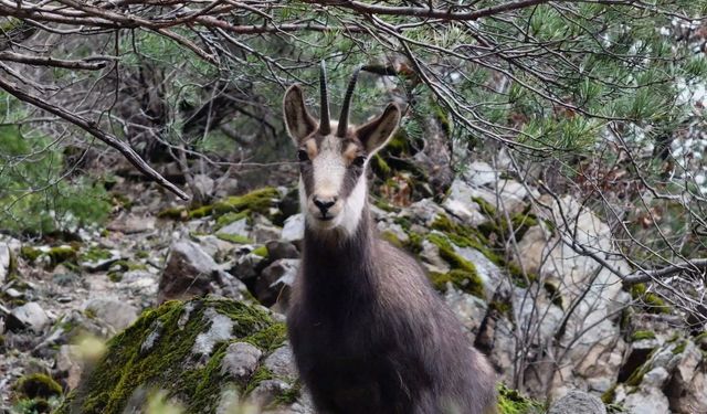 Türkiye'de en düşük rakımda sadece Gümüşhane'de görülüyor