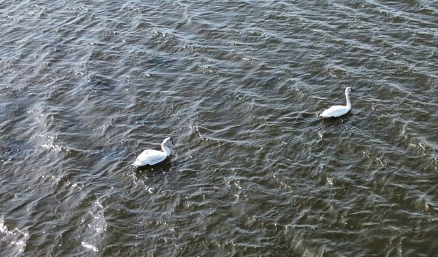 Kızılırmak Deltası'nda kuşların kuluçka dönemi başladı