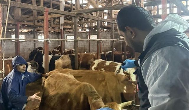 Rize'de ilkbahar şap aşılama çalışmaları başladı