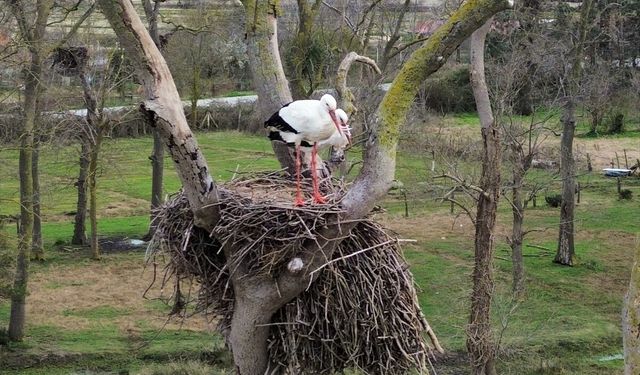 Samsun'da Kızılırmak Deltası'na baharın müjdecisi leylekler gelmeye başladı