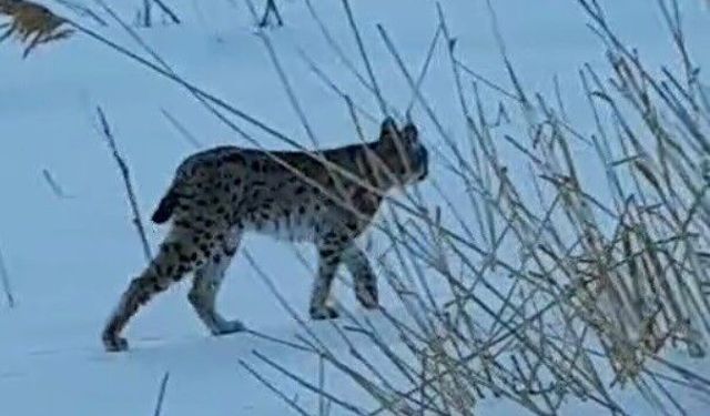 Bayburt'ta karlı arazide görülen vaşak vatandaşları heyecanlandırdı