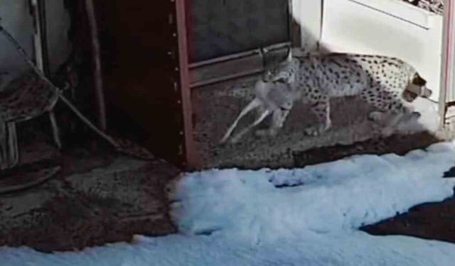 Bayburt'ta vaşağın tavşan avı kamerada