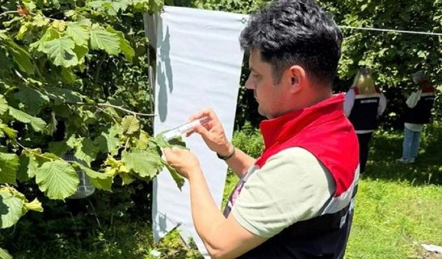 Çarşamba Ovası'nda kokarcayla mücadele