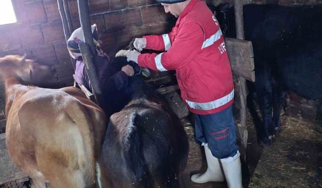 Şap aşılamaları sürüyor