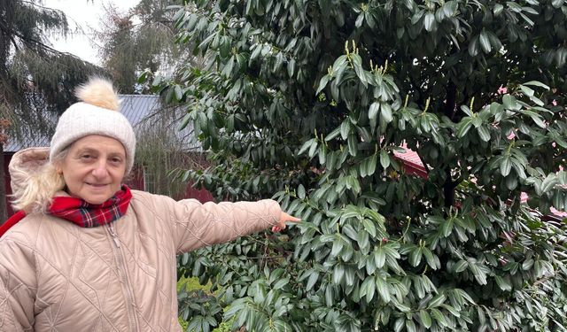 Şap hastalığına karayemiş iddiası: Uzmandan açıklama