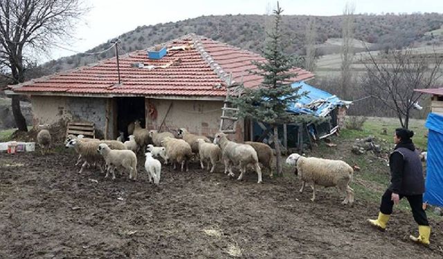 Şehir Hayatını Bıraktı, Köyde Yeni Bir Hayat Kurdu: 5 Koyunla Başladı, 85 Hayvana Ulaştı