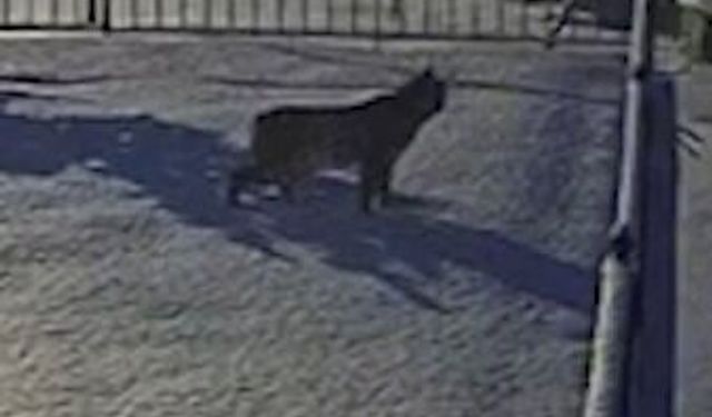 Gümüşhane'de yiyecek arayan vaşak görüntülendi