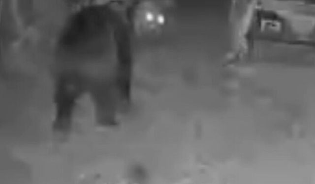 Samsun'da ayı arı kovanlarının çevresinde dolaşırken görüntülendi