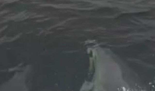 Su yüzeyine çıkan yunuslar kameraya yansıdı