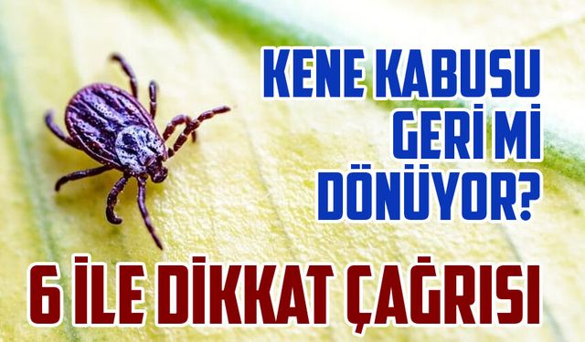 Kış Yağışları Keneyi Tetikledi: Bu 6 İlde Yaşayanlar Dikkat!