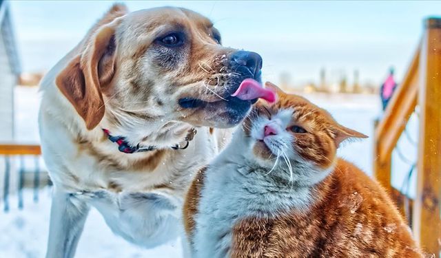 Trabzon'da 'Sahipsiz Hayvanları Koruma Birliği' kurulacak