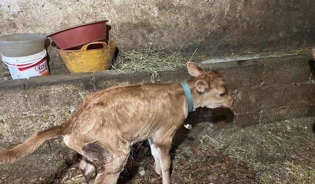 Of’ta Jersey Bereketi: İkinci Nesil Buzağılar Doğdu